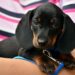 Top Apartment-Friendly Dogs: Non-Shedding Breeds for Clean and Cozy Living