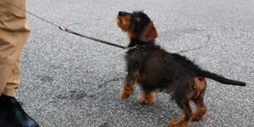 The Canine Mind: Understanding and Training Your Dog’s Behavior