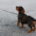 The Canine Mind: Understanding and Training Your Dog’s Behavior