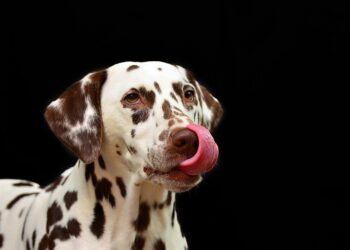 Top 10 Family-Friendly Dog Breeds: Finding the Perfect Furry Companion for Your Home