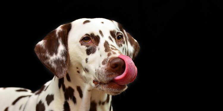 Top 10 Family-Friendly Dog Breeds: Finding the Perfect Furry Companion for Your Home
