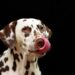 Top 10 Family-Friendly Dog Breeds: Finding the Perfect Furry Companion for Your Home