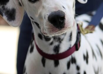 Pawsitive Results: Affordable Dog Training Solutions for Every Budget