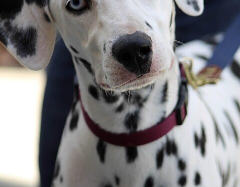 Pawsitive Results: Affordable Dog Training Solutions for Every Budget