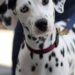 Pawsitive Results: Affordable Dog Training Solutions for Every Budget