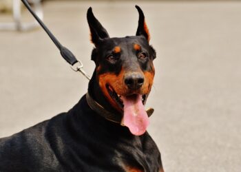 Mastering Control: The Ultimate Guide to Dog Training Leash Techniques