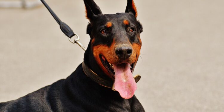 Mastering Control: The Ultimate Guide to Dog Training Leash Techniques