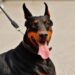 Mastering Control: The Ultimate Guide to Dog Training Leash Techniques