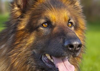 Paws and Puzzles: Engaging Your Dog’s Mind with Interactive Challenges