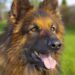 Paws and Puzzles: Engaging Your Dog’s Mind with Interactive Challenges