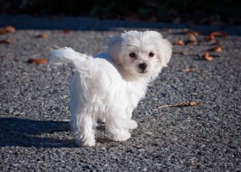 Perfect Pint-Sized Pals: The Best Hypoallergenic Dogs for Kids