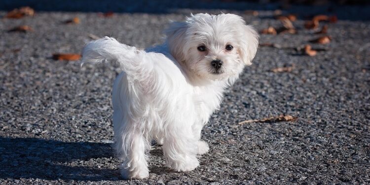 Perfect Pint-Sized Pals: The Best Hypoallergenic Dogs for Kids