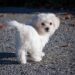 Perfect Pint-Sized Pals: The Best Hypoallergenic Dogs for Kids