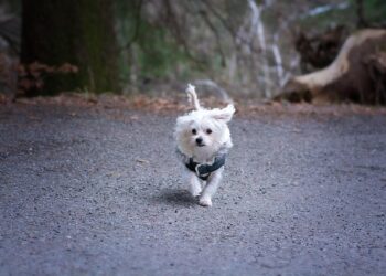 Pawsitively Stylish: Unleashing the Best Doggy Dress Trends