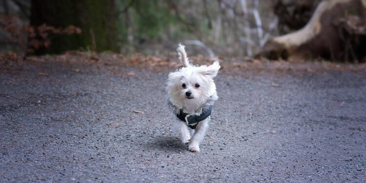 Pawsitively Stylish: Unleashing the Best Doggy Dress Trends