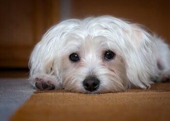 Tiny Wonders: Unleashing the Charm of Small Hypoallergenic Dogs