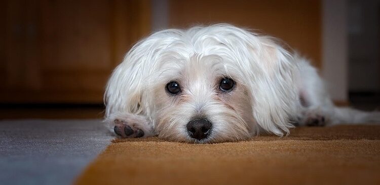Tiny Wonders: Unleashing the Charm of Small Hypoallergenic Dogs