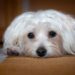 Tiny Wonders: Unleashing the Charm of Small Hypoallergenic Dogs