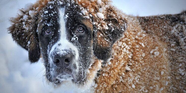 The Top 10 Best Apartment Dogs: Perfect Companions for Small Spaces