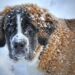 The Top 10 Best Apartment Dogs: Perfect Companions for Small Spaces