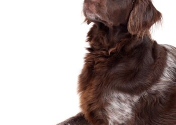 The Allergy-Friendly Pup: Discovering the Delight of Small Hypoallergenic Dogs