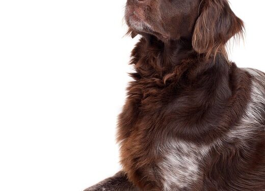 The Allergy-Friendly Pup: Discovering the Delight of Small Hypoallergenic Dogs