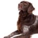 The Allergy-Friendly Pup: Discovering the Delight of Small Hypoallergenic Dogs