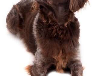 The Perfect Pup: Small Hypoallergenic Breeds That Are a Breeze to Train