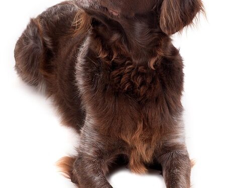 The Perfect Pup: Small Hypoallergenic Breeds That Are a Breeze to Train