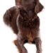 The Perfect Pup: Small Hypoallergenic Breeds That Are a Breeze to Train