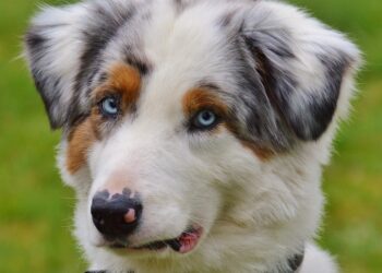 Playtime on the Move: How to Keep Your Pup Entertained with Portable Toys