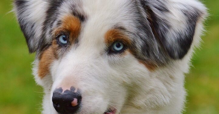 Playtime on the Move: How to Keep Your Pup Entertained with Portable Toys