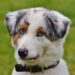 Playtime on the Move: How to Keep Your Pup Entertained with Portable Toys