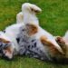 Make a Splash: The Best Dog Water Toys for Summer Fun!