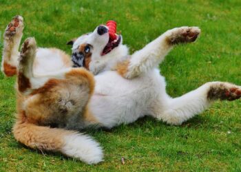 Splash into Fun: The Best Dog Water Toys for Cooling Off and Playing