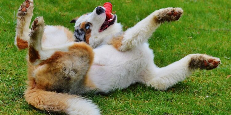Splash into Fun: The Best Dog Water Toys for Cooling Off and Playing