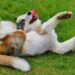 Splash into Fun: The Best Dog Water Toys for Cooling Off and Playing