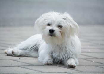 The Charms of Tiny Tails: Exploring the World of Small Dog Breeds