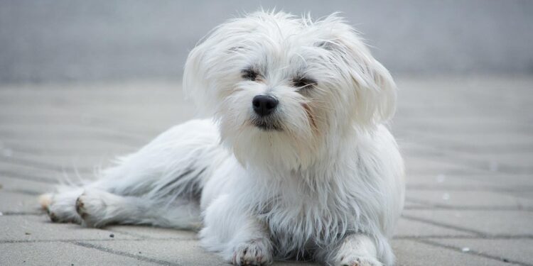 The Charms of Tiny Tails: Exploring the World of Small Dog Breeds