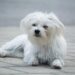 The Charms of Tiny Tails: Exploring the World of Small Dog Breeds