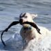 Mastering Dog Potty Training: Find Expert Help Near You!