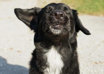 Unleash Your Dog’s Potential: Top Training Camps Near You