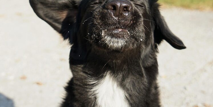 Unleash Your Dog’s Potential: Top Training Camps Near You