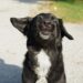 Unleash Your Dog’s Potential: Top Training Camps Near You