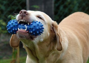 Bark and Bounce: A Canine’s Guide to Ball Play