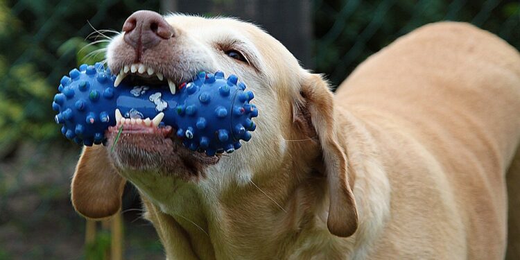 Bark and Bounce: A Canine’s Guide to Ball Play