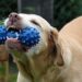 Bark and Bounce: A Canine’s Guide to Ball Play
