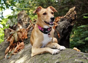 Say Goodbye to Leash Tugging: The Ultimate Guide to No-Pull Dog Collars