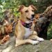 Say Goodbye to Leash Tugging: The Ultimate Guide to No-Pull Dog Collars