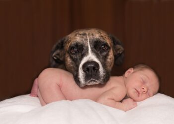 Silent and Allergy-Friendly: The Best Small Hypoallergenic Dogs for Quiet Companionship